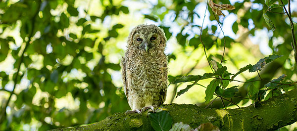 A Month of Green (Except for Mammals)