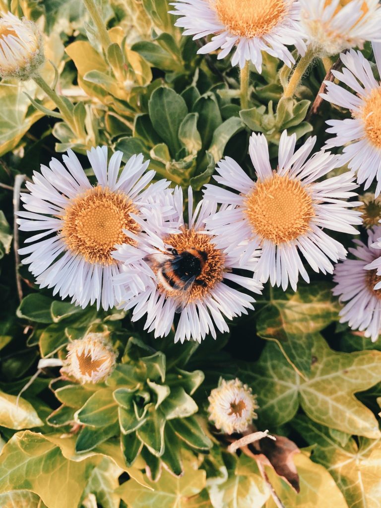 Building Bee Habitats 