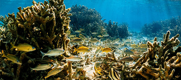 Biodiversity All Around Us