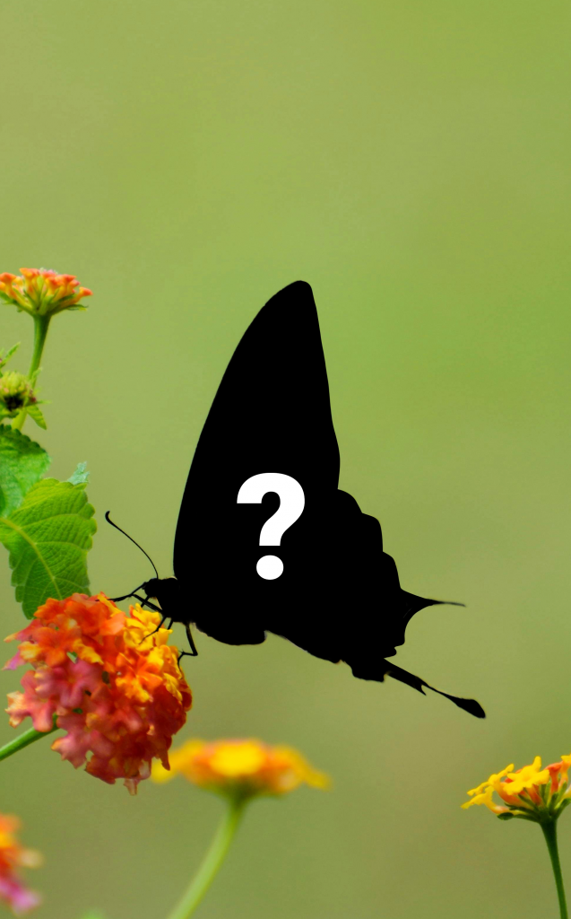 Which pollinator am I?