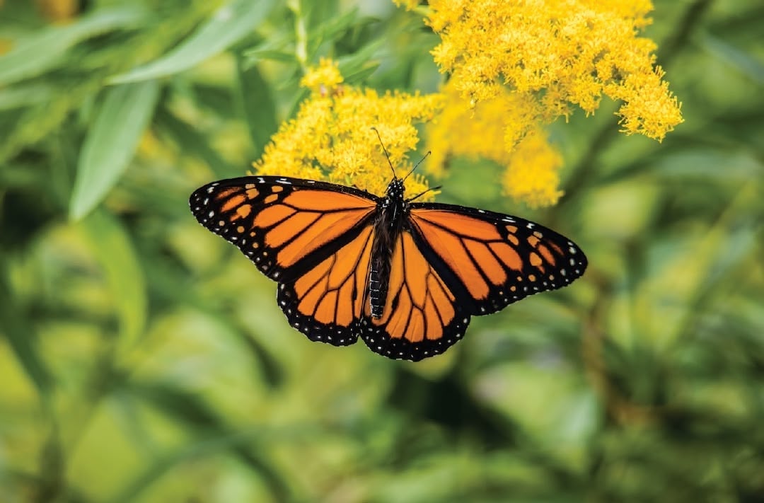 monarch_butterfly