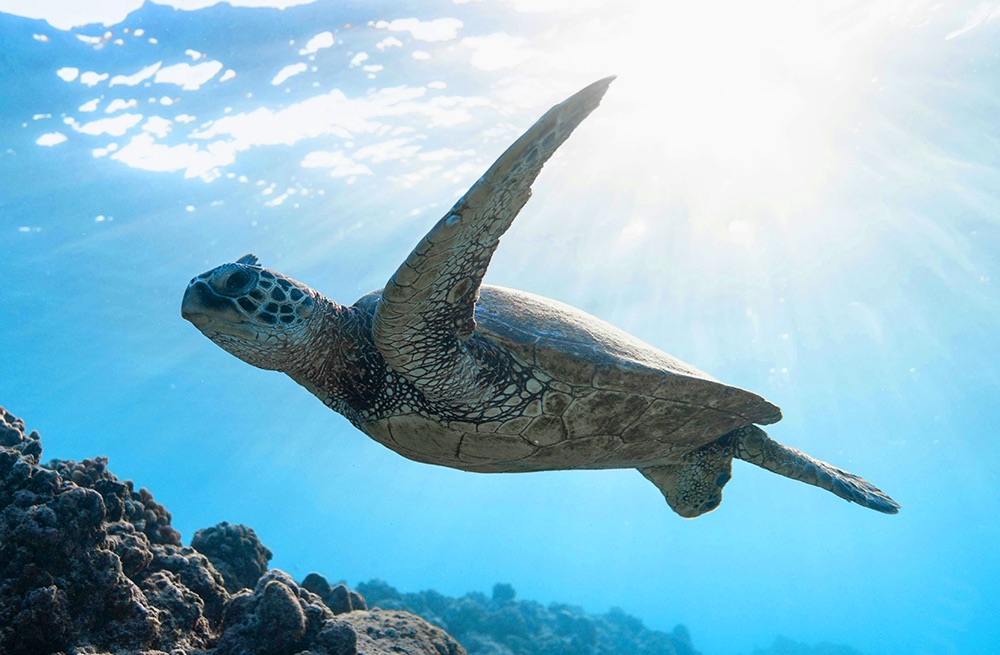 Sea Turtles vs Plastic