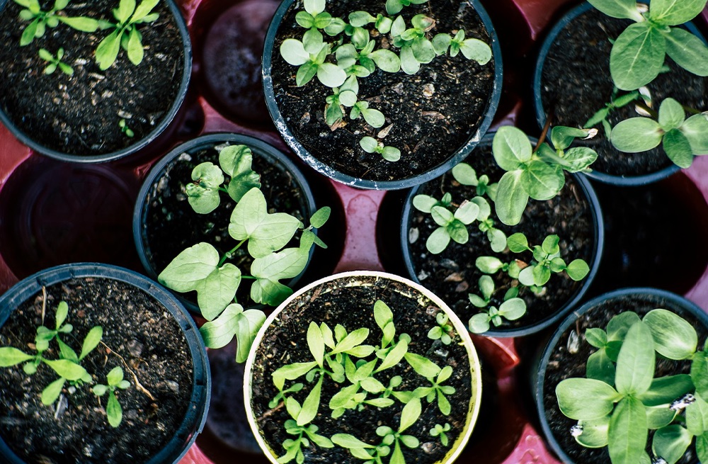 Give Produce a Second Life